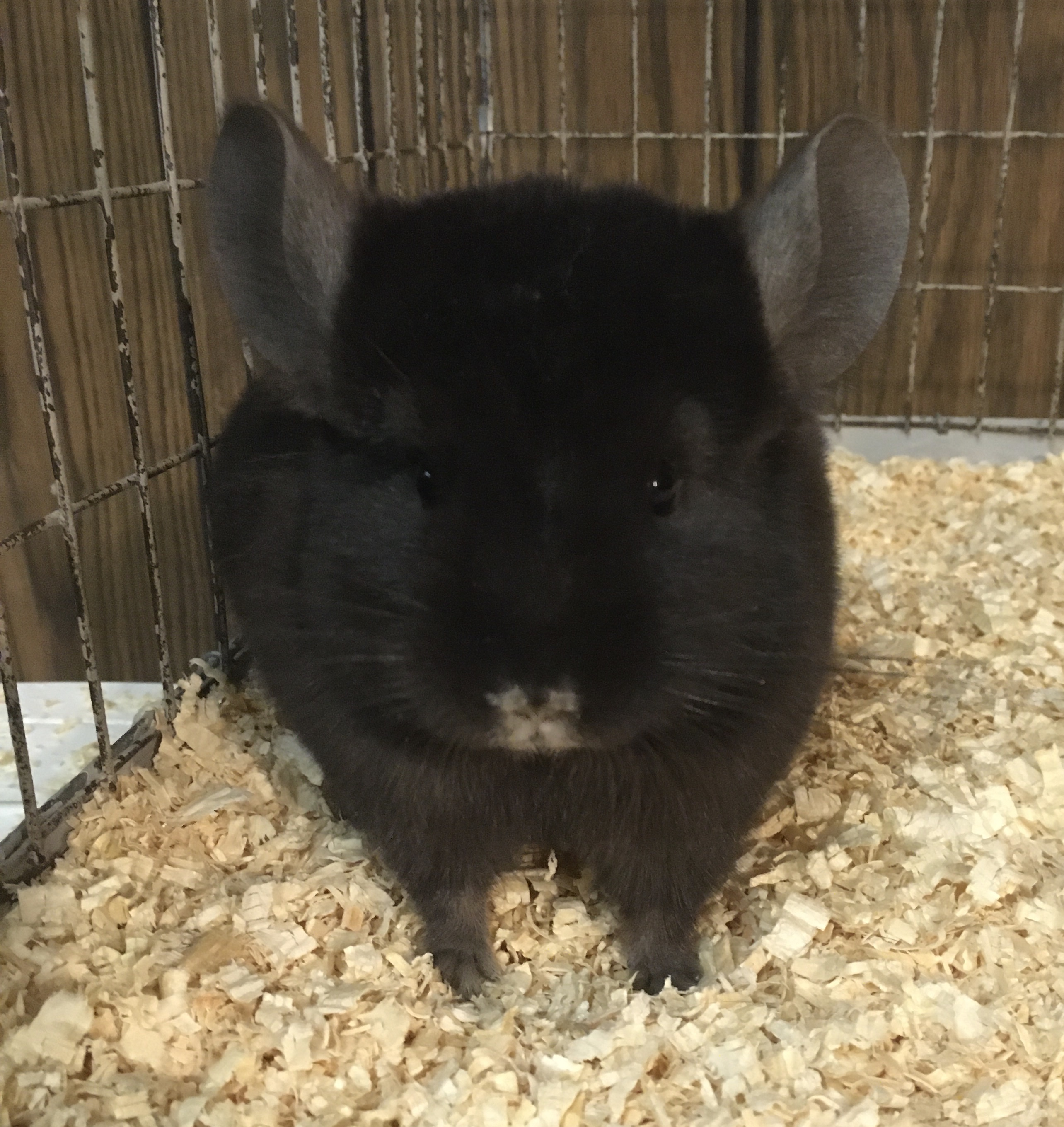 3 5 Month Old Dark Ebony Female Chinchilla Kit Baby detail page