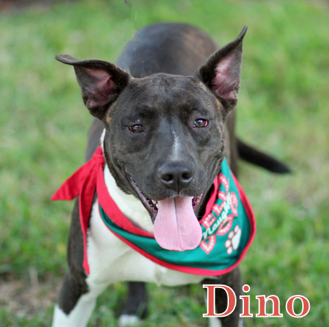 Dino, an adoptable Staffordshire Bull Terrier, American Staffordshire Terrier in Humble, TX, 77396 | Photo Image 2