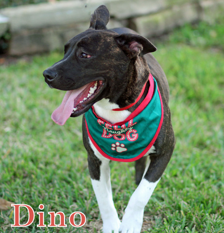 Dino, an adoptable Staffordshire Bull Terrier, American Staffordshire Terrier in Humble, TX, 77396 | Photo Image 1
