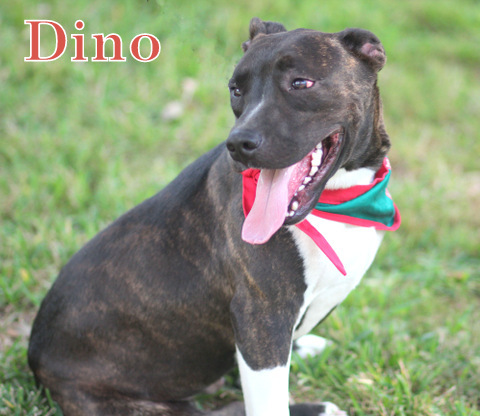 Dino, an adoptable Staffordshire Bull Terrier, American Staffordshire Terrier in Humble, TX, 77396 | Photo Image 3