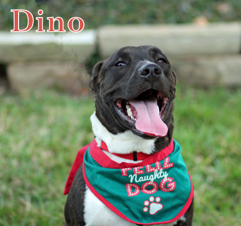 Dino, an adoptable Staffordshire Bull Terrier, American Staffordshire Terrier in Humble, TX, 77396 | Photo Image 4