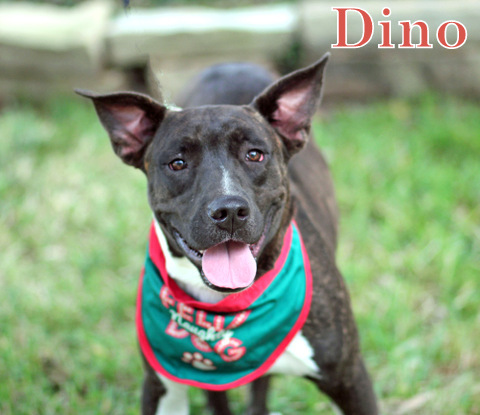 Dino, an adoptable Staffordshire Bull Terrier, American Staffordshire Terrier in Humble, TX, 77396 | Photo Image 5