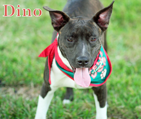 Dino, an adoptable Staffordshire Bull Terrier, American Staffordshire Terrier in Humble, TX, 77396 | Photo Image 6