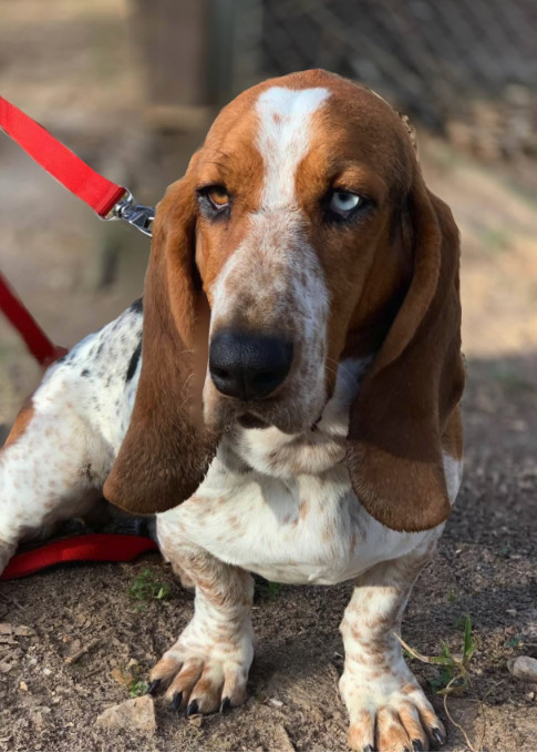 Dog For Adoption Sena A Basset Hound In Fayetteville Ga