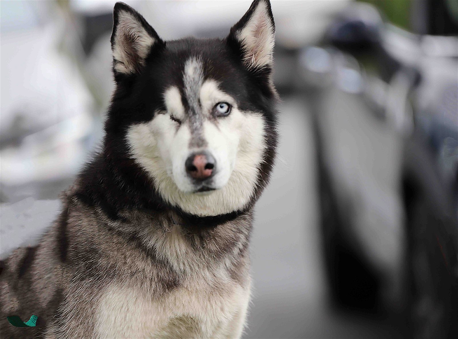 Colleen, an adoptable Siberian Husky in Walnut Creek, CA, 94598 | Photo Image 1