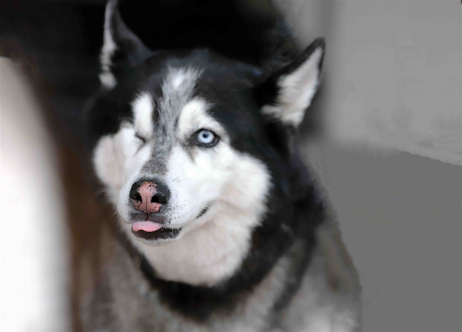 Colleen, an adoptable Siberian Husky in Walnut Creek, CA, 94598 | Photo Image 2