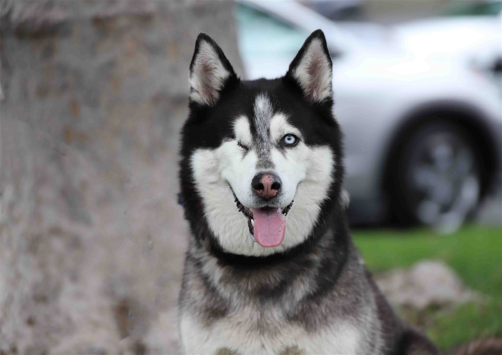 Colleen, an adoptable Siberian Husky in Walnut Creek, CA, 94598 | Photo Image 3