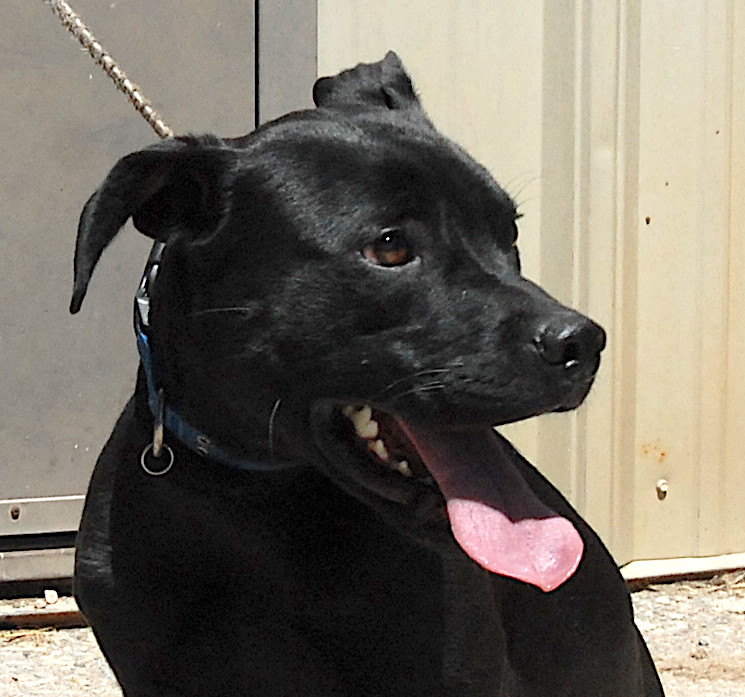 Smudge, an adoptable Labrador Retriever in San Luis, CO, 81152 | Photo Image 2