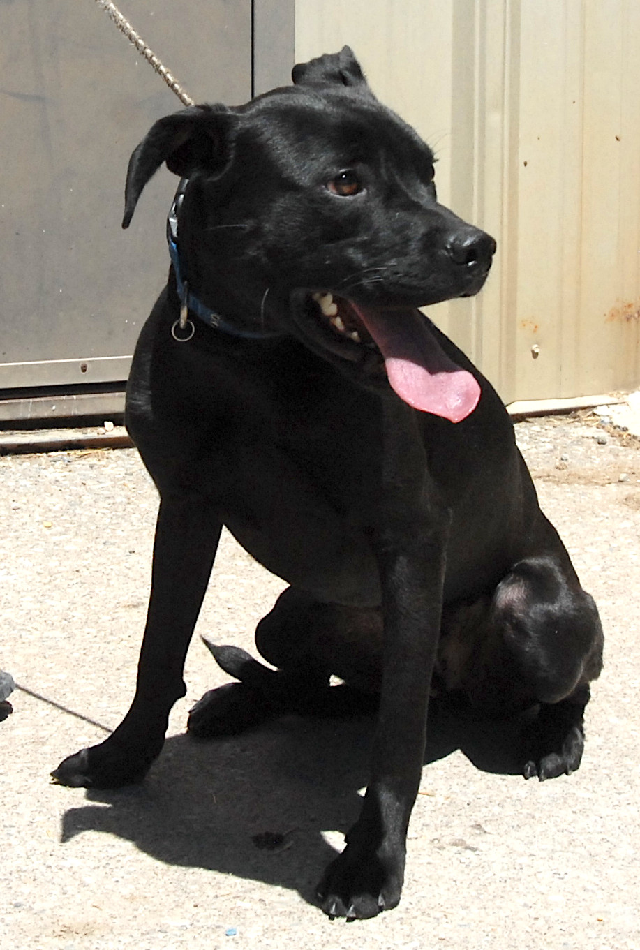 Smudge, an adoptable Labrador Retriever in San Luis, CO, 81152 | Photo Image 3