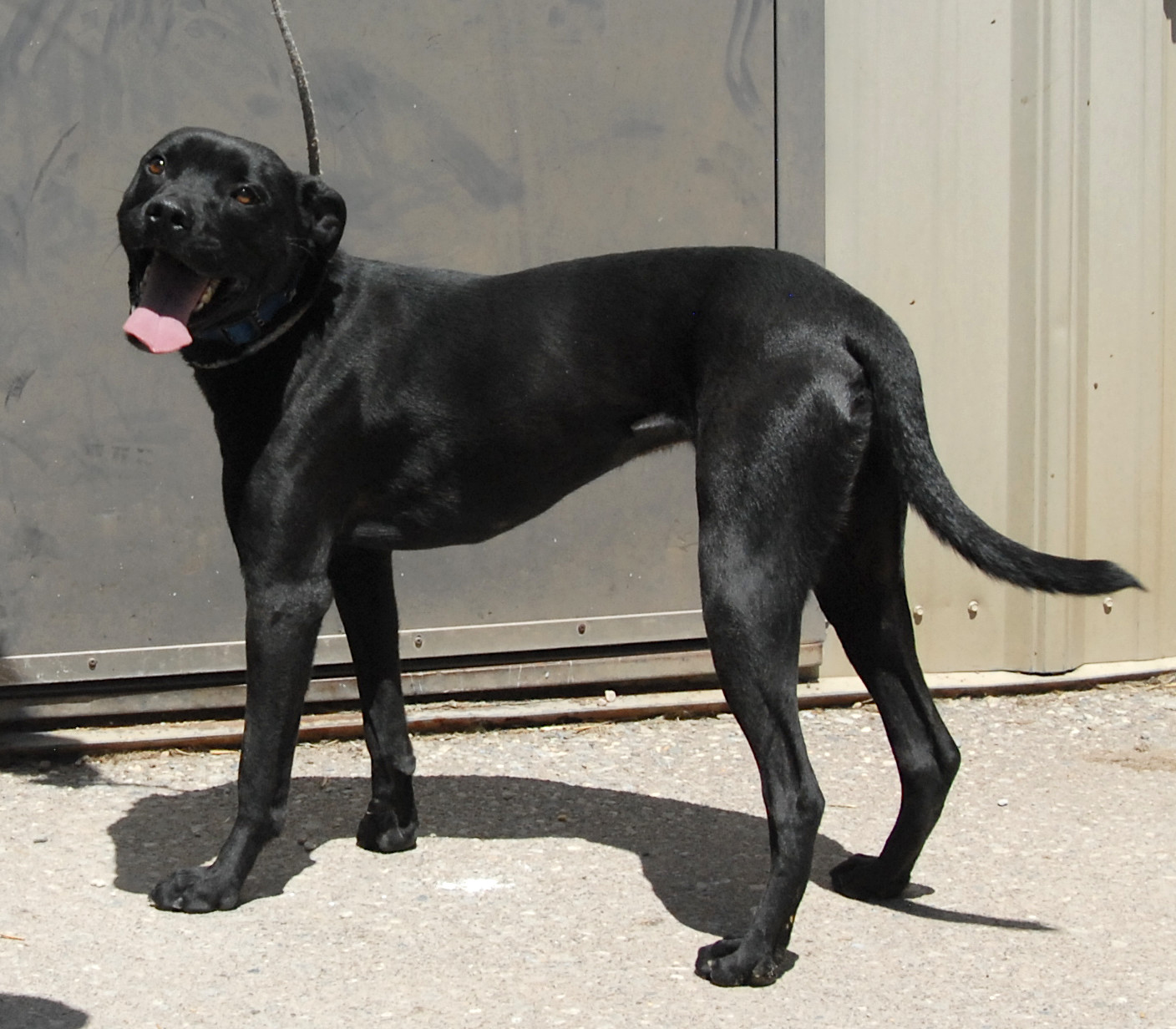 Smudge, an adoptable Labrador Retriever in San Luis, CO, 81152 | Photo Image 4