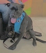 Smudge, an adoptable Labrador Retriever in San Luis, CO, 81152 | Photo Image 1