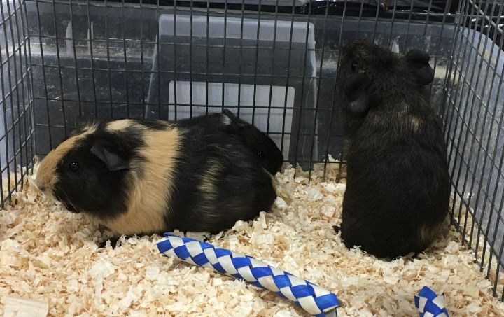 baby guinea pig sisters 4