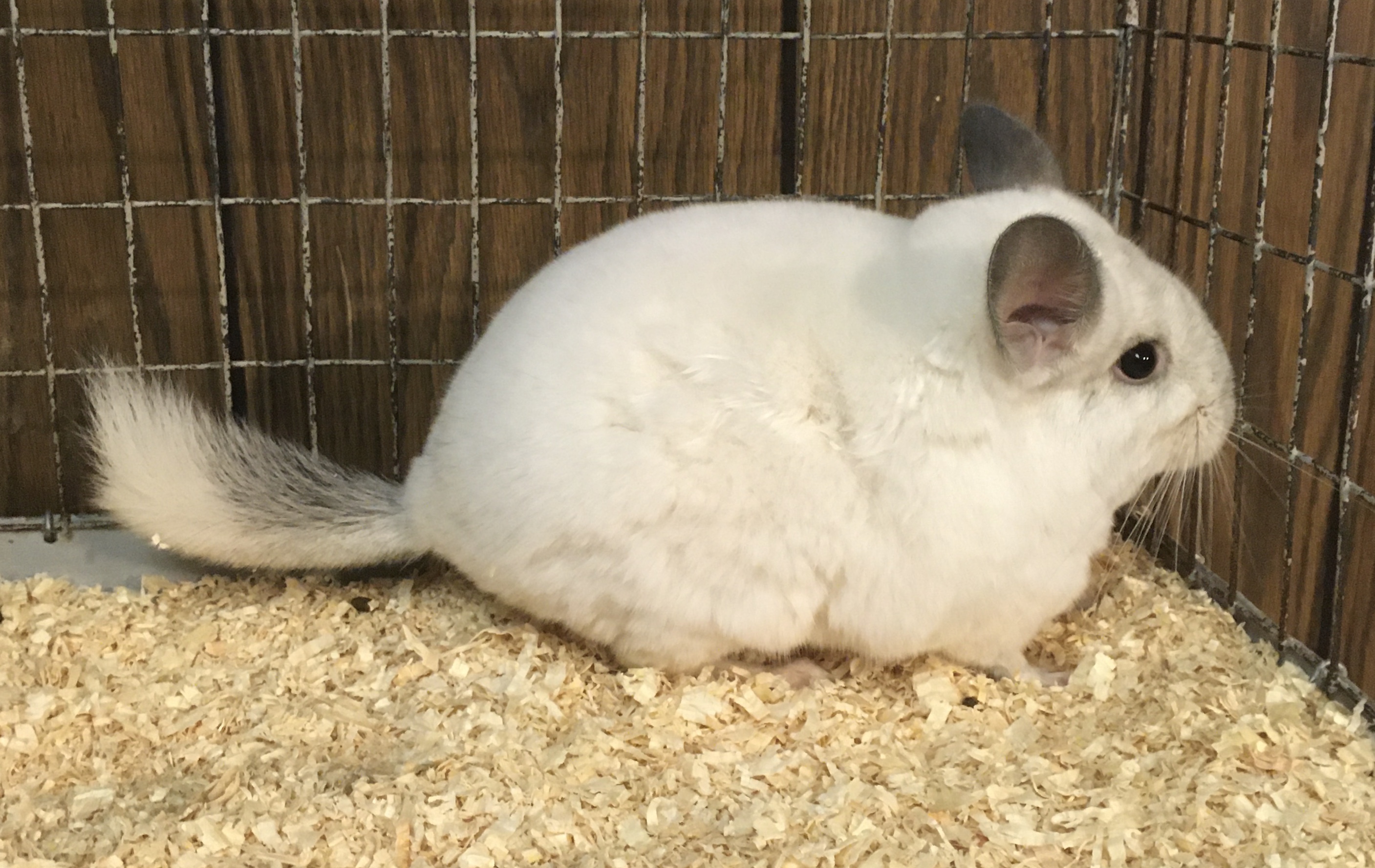 4 5 Month Old Predominantly White Female Chinchilla Kit Baby detail page