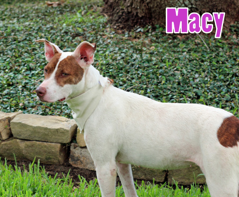Macy, an adoptable Whippet in Humble, TX, 77396 | Photo Image 1