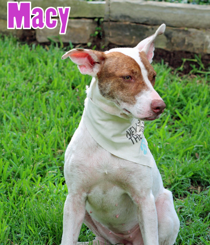 Macy, an adoptable Whippet in Humble, TX, 77396 | Photo Image 2