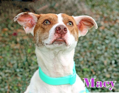 Macy, an adoptable Whippet in Humble, TX, 77396 | Photo Image 3