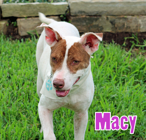 Macy, an adoptable Whippet in Humble, TX, 77396 | Photo Image 1