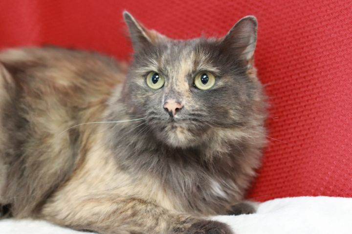 Cat For Adoption Daisy A Domestic Long Hair Dilute