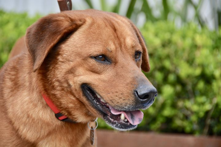 Dog For Adoption Hobbs A Golden Retriever Labrador Retriever