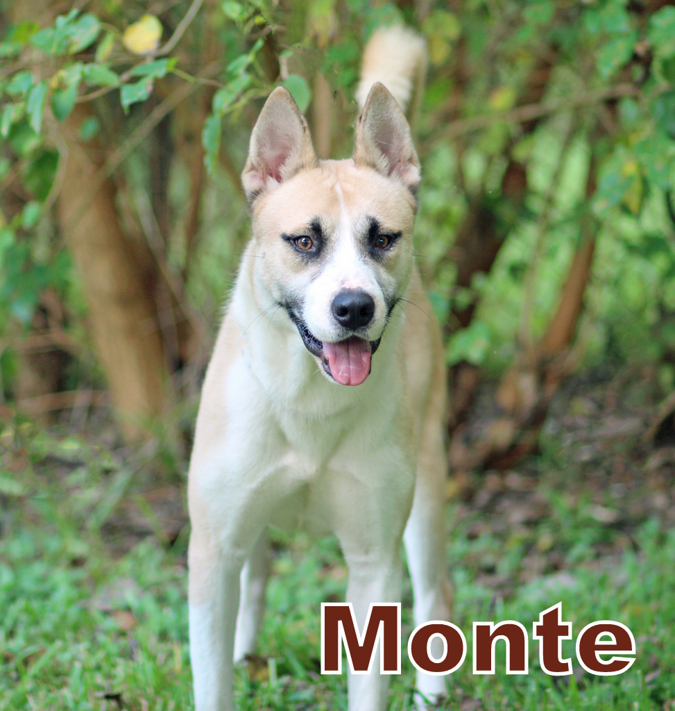 MONTE, an adoptable Siberian Husky, Akita in Humble, TX, 77396 | Photo Image 2