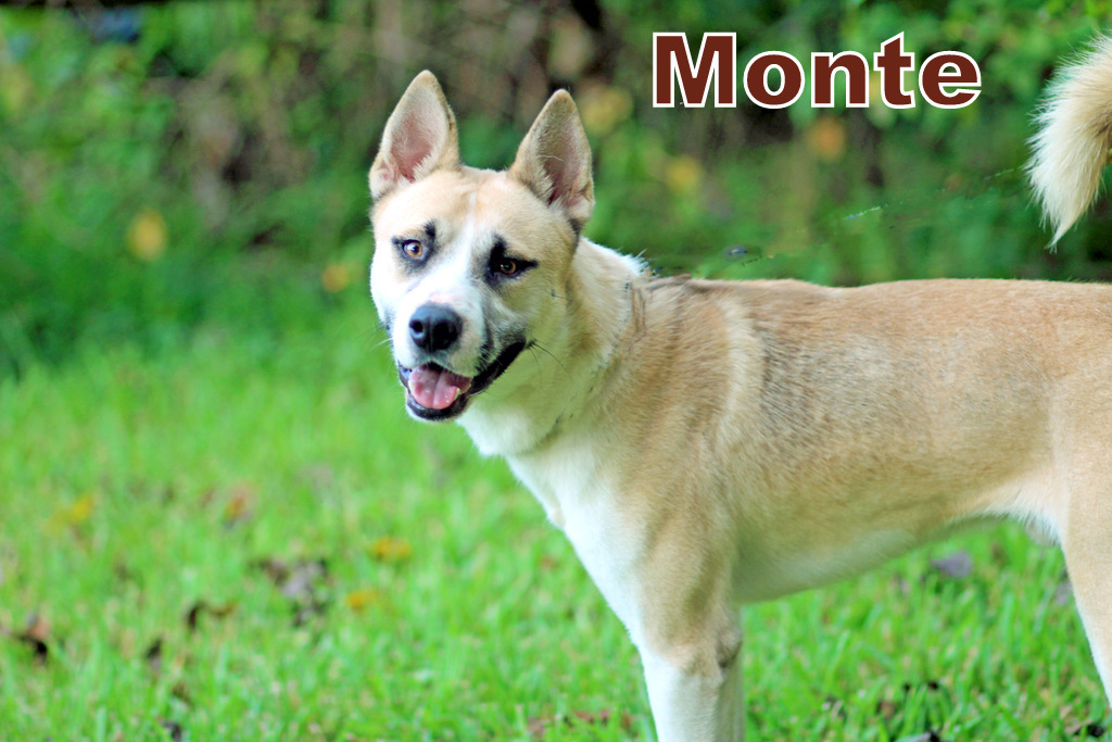MONTE, an adoptable Siberian Husky, Akita in Humble, TX, 77396 | Photo Image 3