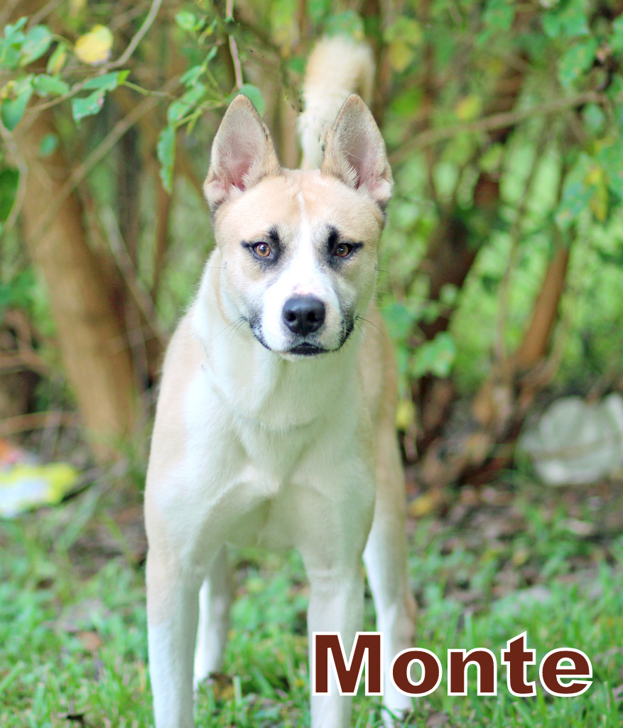 MONTE, an adoptable Siberian Husky, Akita in Humble, TX, 77396 | Photo Image 4