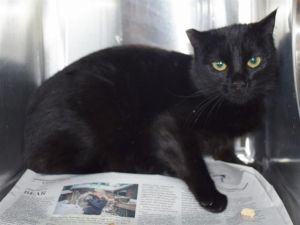 Cat For Adoption Lilith Barn Cat A Domestic Short Hair In