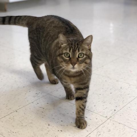 Professor, an adoptable Domestic Short Hair in Fresno, CA, 93725 | Photo Image 1