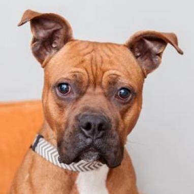 Billy, an adoptable Boxer, American Staffordshire Terrier in Kanab, UT, 84741 | Photo Image 1