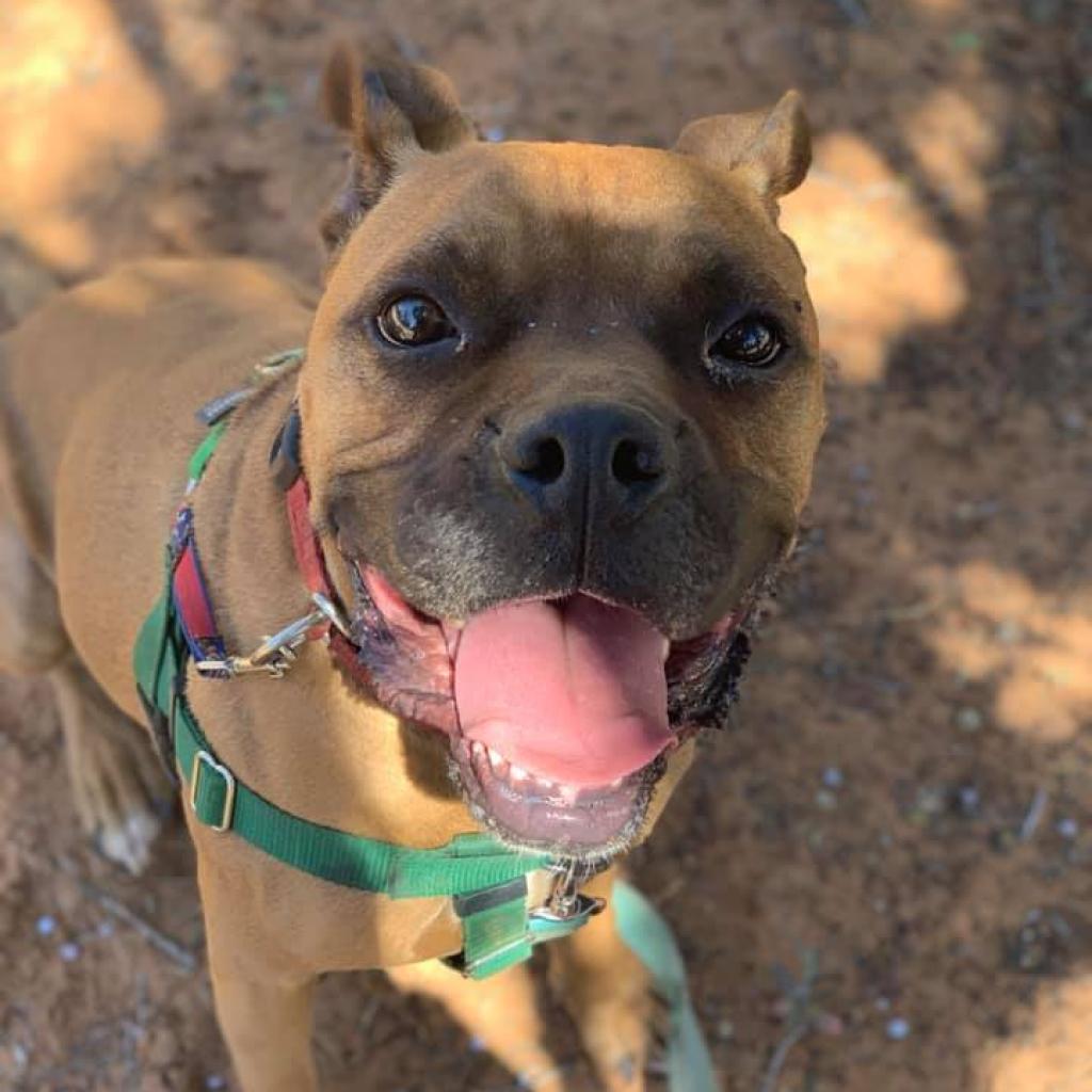 Billy, an adoptable Boxer, American Staffordshire Terrier in Kanab, UT, 84741 | Photo Image 2