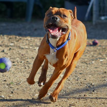 Billy, an adoptable Boxer, American Staffordshire Terrier in Kanab, UT, 84741 | Photo Image 4