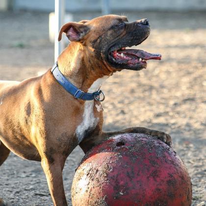 Billy, an adoptable Boxer, American Staffordshire Terrier in Kanab, UT, 84741 | Photo Image 5