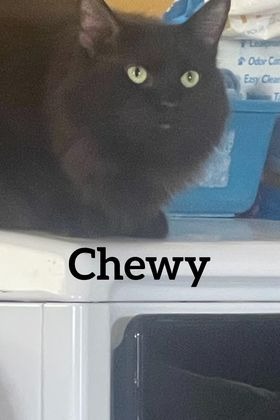 Chewy, an adoptable Domestic Long Hair in Midland, TX, 79705 | Photo Image 1