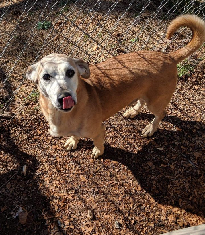 Dog For Adoption Bruno A Basset Hound Corgi Mix In Marion Nc