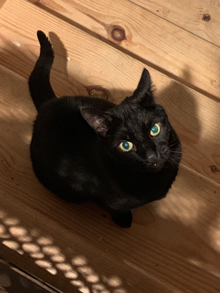 Sammy aka Panther 2