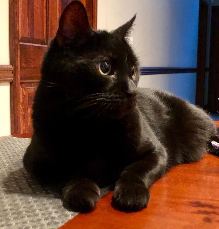 Sammy aka Panther 1