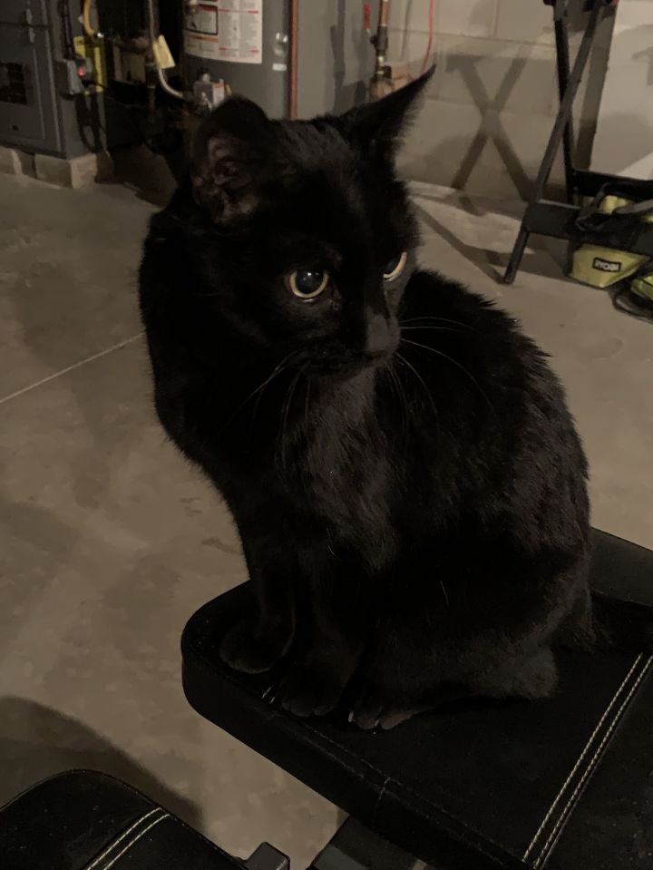 Sammy aka Panther 3
