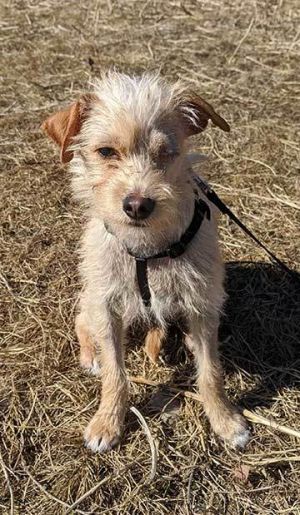 Dogs For Adoption Near Calgary Ab Petfinder