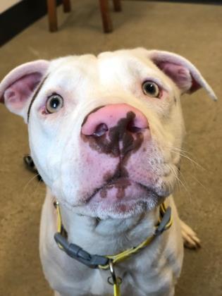 Sassafras, an adoptable Terrier, Pit Bull Terrier in Cleveland, OH, 44102 | Photo Image 3