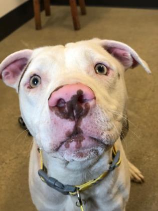 Sassafras, an adoptable Terrier, Pit Bull Terrier in Cleveland, OH, 44102 | Photo Image 6