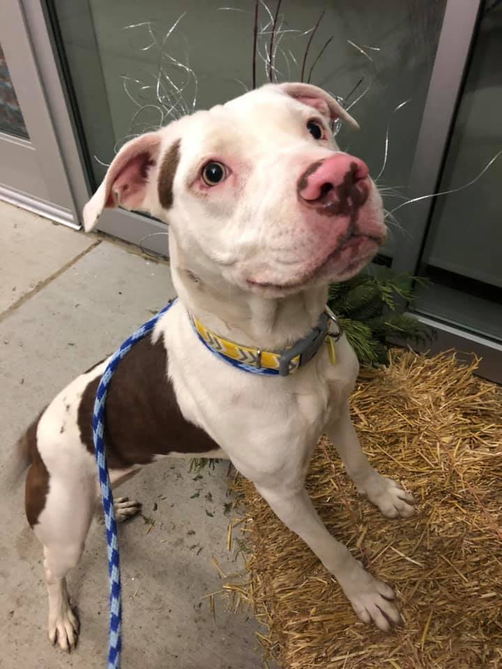 Sassafras, an adoptable Terrier, Pit Bull Terrier in Cleveland, OH, 44102 | Photo Image 1