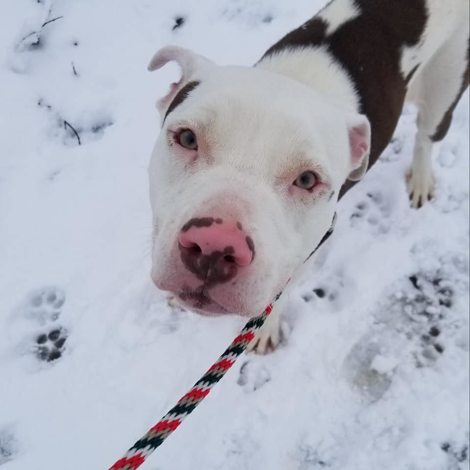 Sassafras, an adoptable Terrier, Pit Bull Terrier in Cleveland, OH, 44102 | Photo Image 5