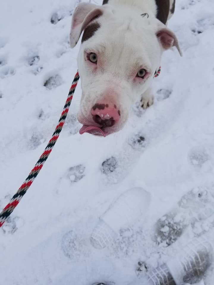 Sassafras, an adoptable Terrier, Pit Bull Terrier in Cleveland, OH, 44102 | Photo Image 6