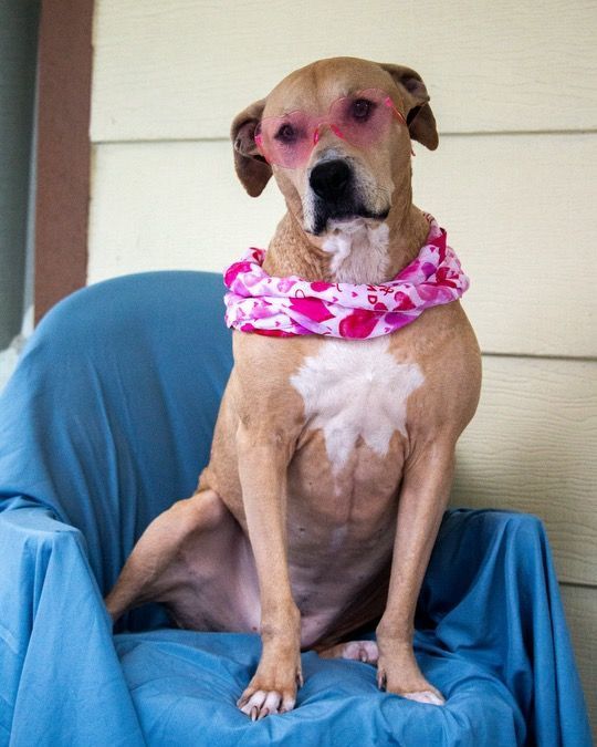 Melissa, an adoptable Pit Bull Terrier, Hound in Kellogg, ID, 83837 | Photo Image 1