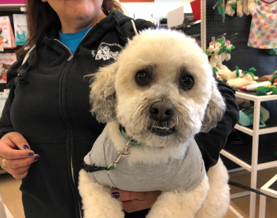 TATU, an adoptable Maltipoo in Las Vegas, NV, 89147 | Photo Image 1