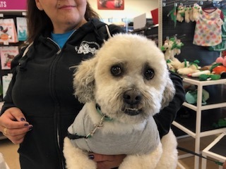 TATU, an adoptable Maltipoo in Las Vegas, NV, 89147 | Photo Image 2