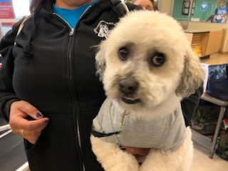 TATU, an adoptable Maltipoo in Las Vegas, NV, 89147 | Photo Image 3