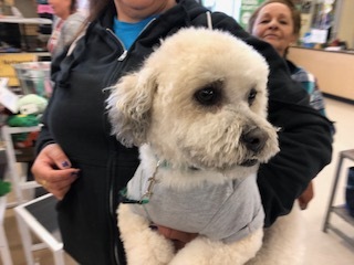 TATU, an adoptable Maltipoo in Las Vegas, NV, 89147 | Photo Image 4