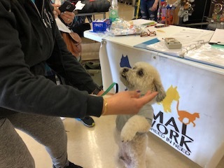 TATU, an adoptable Maltipoo in Las Vegas, NV, 89147 | Photo Image 5