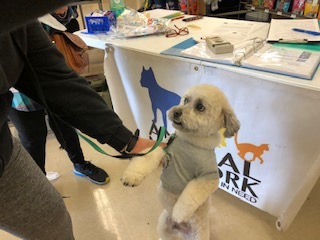 TATU, an adoptable Maltipoo in Las Vegas, NV, 89147 | Photo Image 6